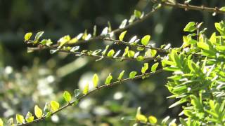 Video thumbnail for Canon Powershot SX710 Zoom FullHD by ePHOTOzine