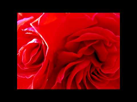 Red Rose Evangel -full ver.-　音源　歌詞付き　【世阿弥/彩音】