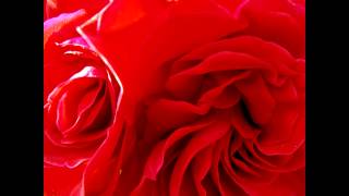Red Rose Evangel -full ver.-　音源　歌詞付き　【世阿弥/彩音】