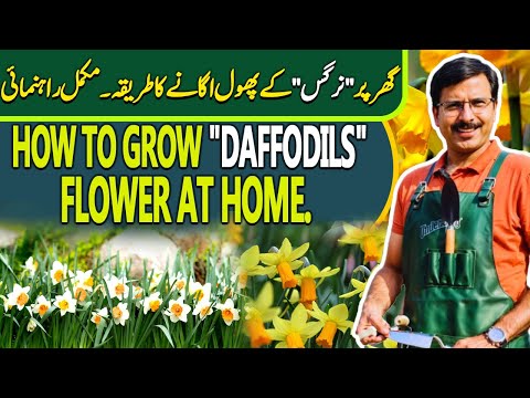 How to grow "DAFFODILS" flower at home | Gardening With Javed Iqbal