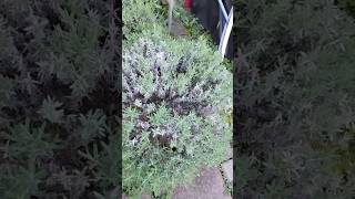 #shorts  Pruning English lavender spring season