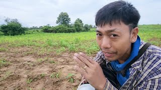 အခုနှစ်မိုးဦးကိုနေဝေးတို့တောင်သူတွေရဲ့အခြေနေကတော့........