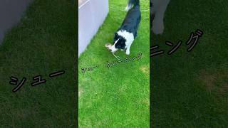 シュー トレーニング