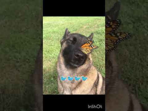 كيف بتخطى💔🥚#blackpink #اكسبلور #ترند #Bishr #fypシ #دعم #اكستيز #shorts