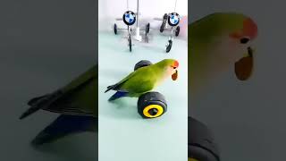 Download lagu burung naik sepeda lucu mp3 Download lagu burung naik sepeda lucu mp3