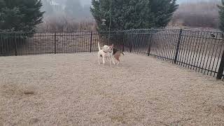 Video preview image #1 American Staffordshire Terrier-Labrador Retriever Mix Puppy For Sale in Arlington, VA, USA