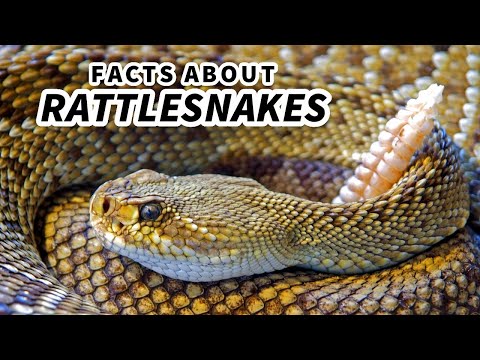 Rattlesnake Facts: the Most MUSICAL Snakes 🎵 Animal Fact Files