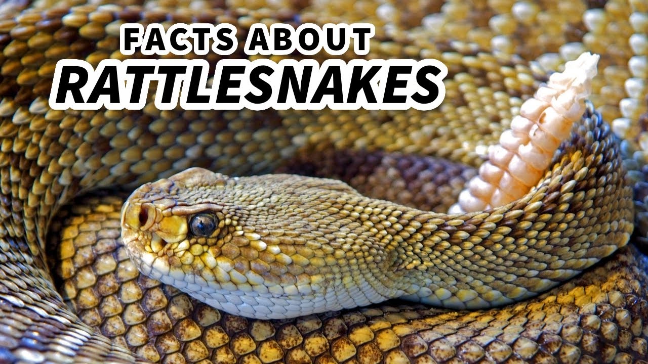Rattlesnake Facts: the Most MUSICAL Snakes 🎵 Animal Fact Files