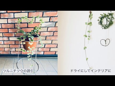 マダガスカル産ツルニチニチソウ