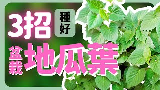 來把好笑的地瓜葉？3招種出地瓜葉盆栽！| How to grow Sweet Potato Leaves |《葛斯怎麼種》42