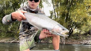 Fly Fishing Wild Rainbow Trout in Hawke’s Bay (NZ)