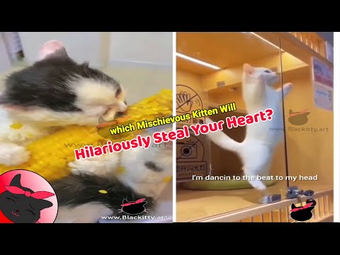 Best Funniest Kitten Voiceover Compilation