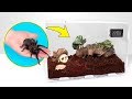 How Tarantulas Grow A Perfect Spider House