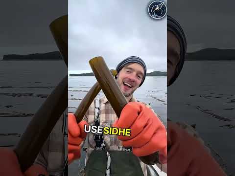 Никогда не ешь эти водоросли, если найдёшь их на пляже! 🌊😱