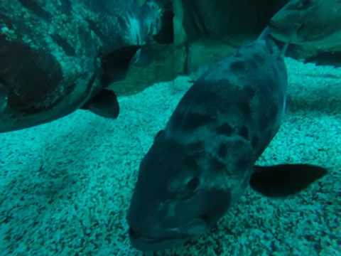 Giant sea bass feed in Blue Cavern