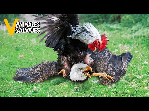 ¡los Momentos Más Salvajes Cuando Un Gallo Entra En Furia! | Animales Salvajes