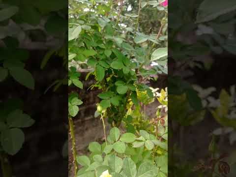 After pruining rose plant |#shorts #garden #trending #viral #reels #video #flowers #instagram