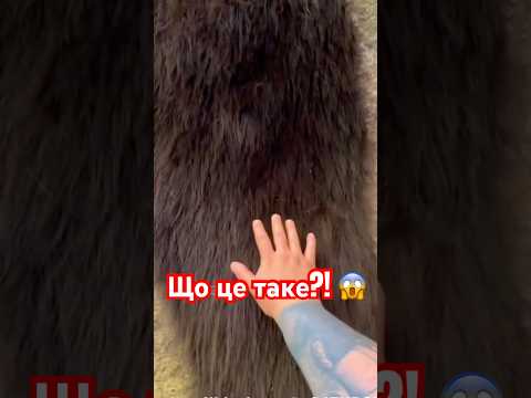 ЦЕ НЕ ШЕРСТЬ! Дивись до кінця 😳 #shorts