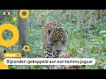 Wilde jaguar Qaramta krijgt hulp met paren