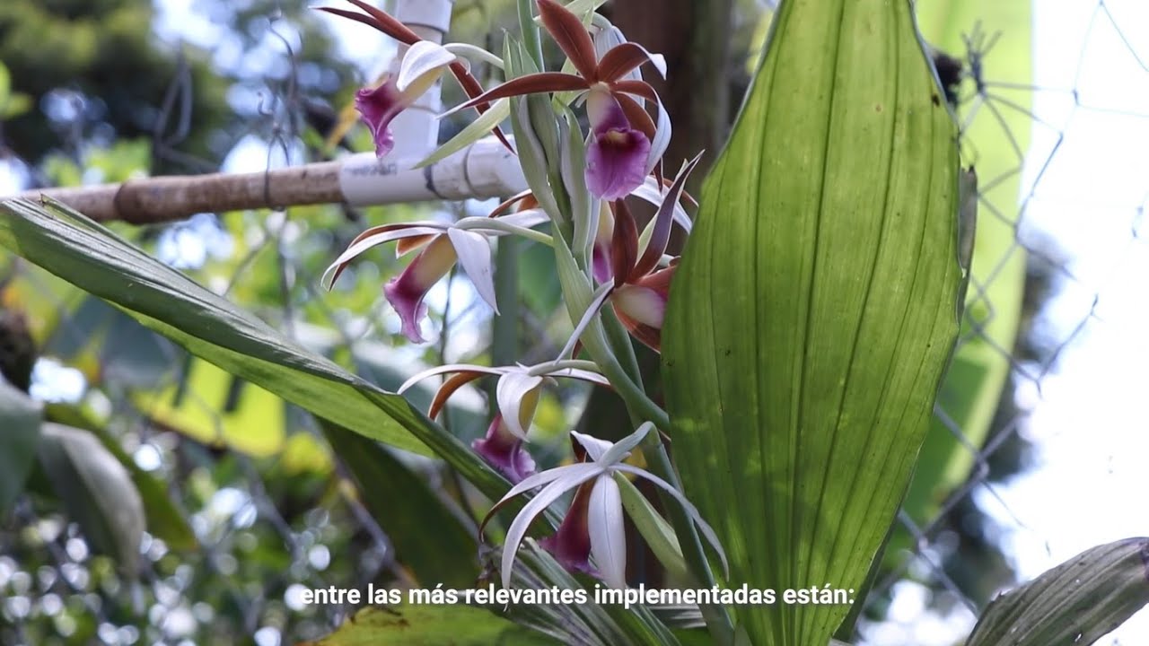 Proyecto de Comercialización de Orquídeas y Naranjillas en la CHRSM/Fondo de Adaptación - 1era Parte