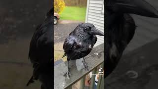 Crow caught in rain