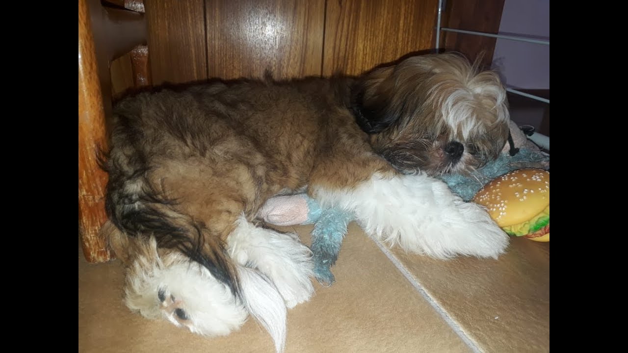 Patricia Buranello Da Silva-23