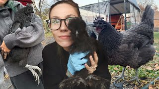 My 13 GOTH Chickens!! Meet My Birds + Coop Tour! Ayam cemani, silkies, black australorps & MORE