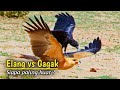 Goosebumps Eagle Vs Crow Fight