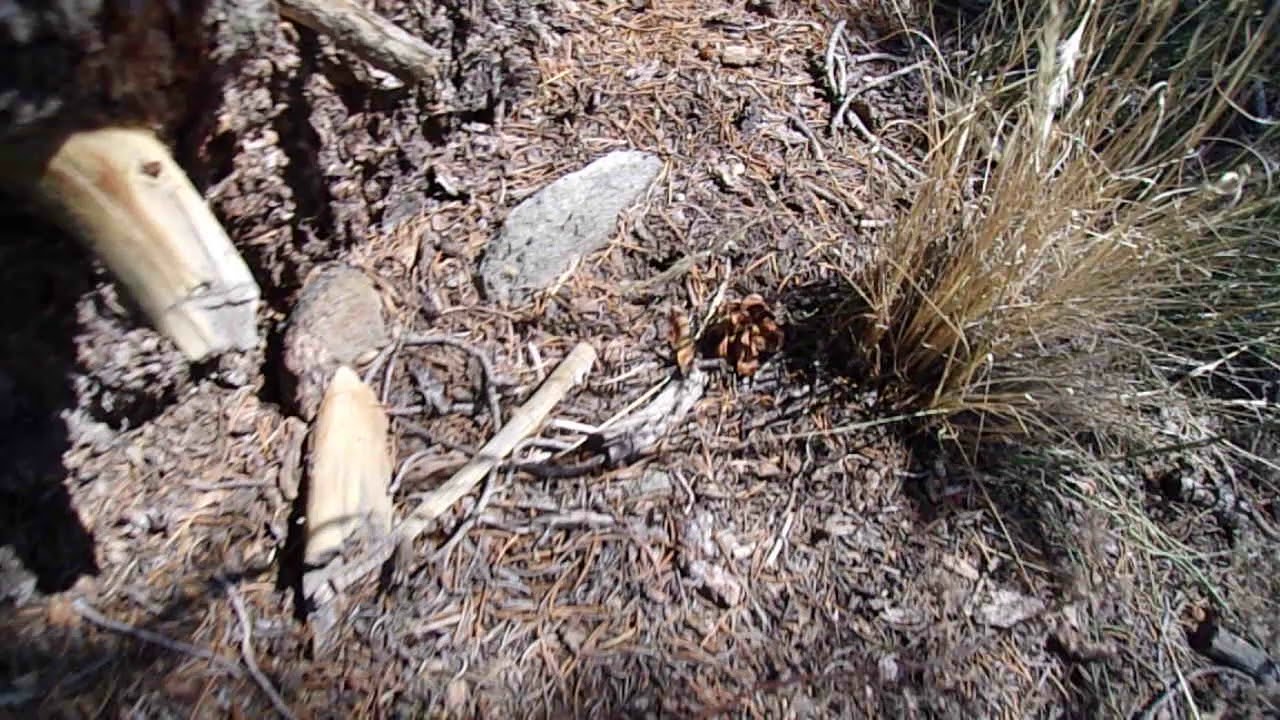 Spotlight on Trees- Singleleaf Pinyon (Pinus monophylla)- 7/7/19