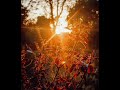 Saibo Lofi Saibo Lofi Song Status Nature Bgm Status Nature Bgm