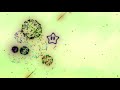 Super Mario 3D World Intro In G Major