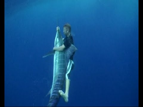 MATT WATSON - Marlin from Surfboard and Marlin from a Helicopter.