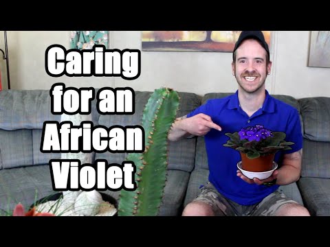 African Violet Care & Information (Saintpaulia ionantha)
