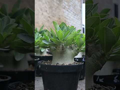 Sämling Adenium Arabicum. Wüstenrosen-Bonsai.