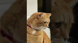 Ele ajudou a prima da rainha... 😮😊🐱 |Filme: O Natal de James & Bob