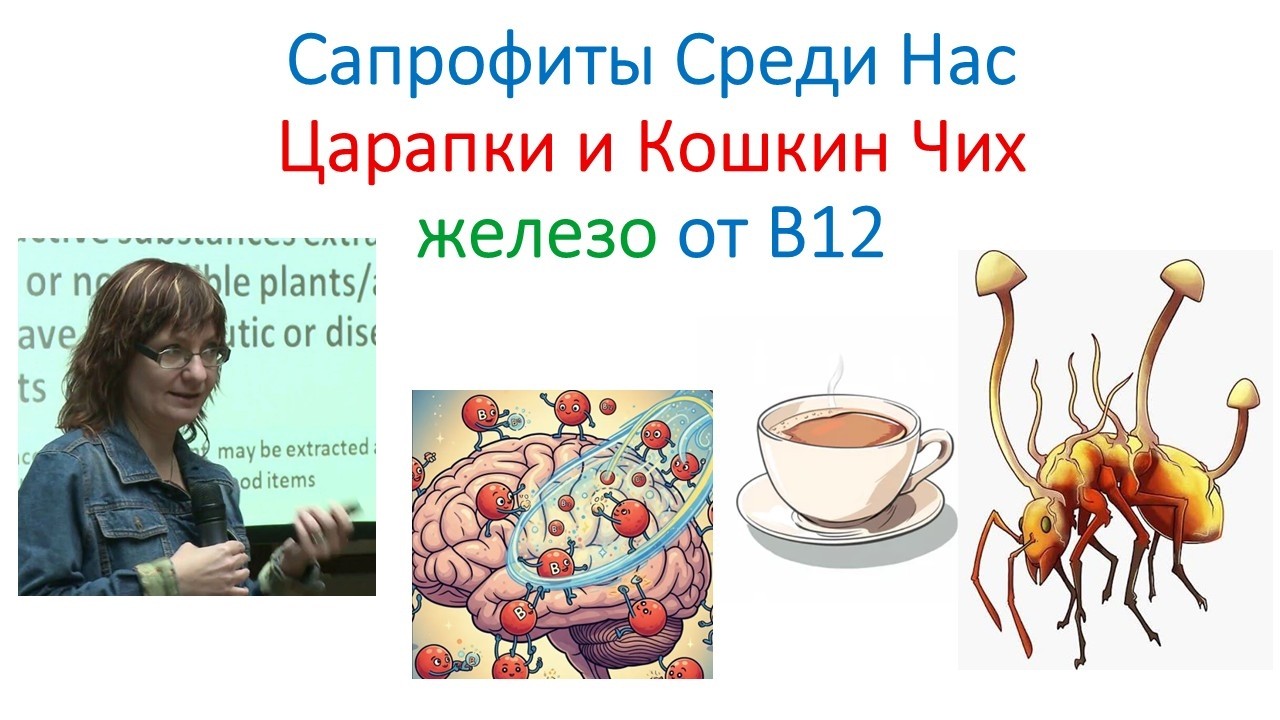Грибы у кошки царапки и IgE. Кордицепс и Остеогенон
