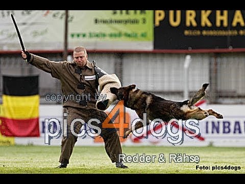 MS WUSV 2012 - Jaroslav Vnencak & Witz Eqidius C: 97