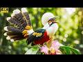 The Secret Longevity Songs Of 100 Rare Birds Nature S Healing Symphony Revealed 4KNature Sound ASMR