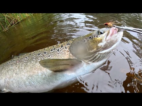 Salmon flyfishing in Kungsådran 02/09/2024