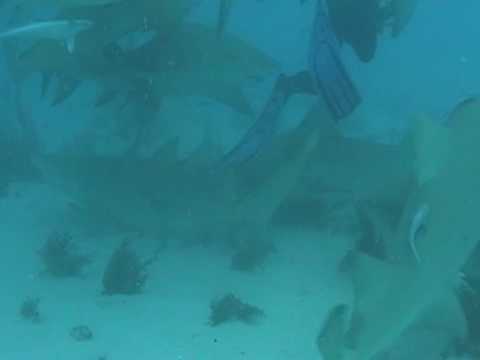 Tigerhai schaut mir in die Augen (websidive)