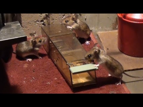 download lagu mp3 mp4 Where To Release Caught Mice, download lagu Where To Release Caught Mice gratis, unduh video klip Where To Release Caught Mice