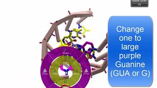 DNA Pairing