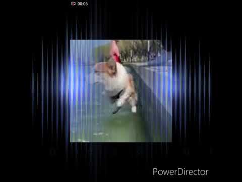 Cute Puppies & funny Cats