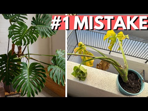 You can’t save your Monstera (unless you do this)