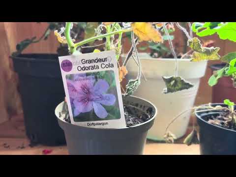 Tittar till pelargoner och citrus växter i övervintringsboden! Ranunkler har börjat gro!