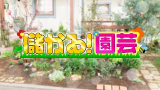 『がっちりマンデー!!』儲かる園芸! 植物が超育つ植木鉢! なぜか害虫だけに効く魔法の殺虫剤 10/25(日)【TBS】