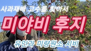 [사과재배] 미야비 사과 착색 가보니  고수를 찾아서.김동현님 과원