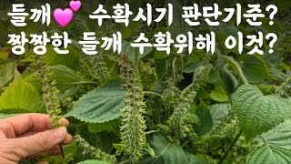 들깨