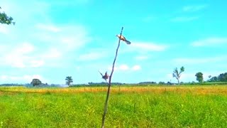 Download lagu Cara pikat tanpa pulut versi ARIF CHANEL memang sangat ampuh. liat sendiri buktinya mp3