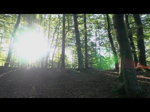 Krankheitsbilder - Die Sprache der Seele und ihre Bedeutung, Ruediger Dahlke